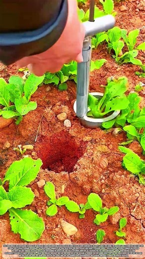 The Tools Used For Digging Up And Planting Seedlings Are Quite Unique #skills #tools #farmer #works
