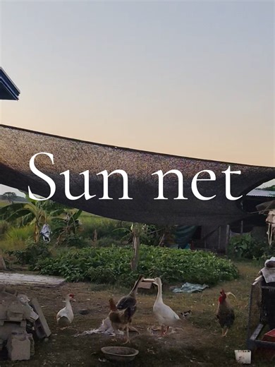 Sun Protection Netting Solutions