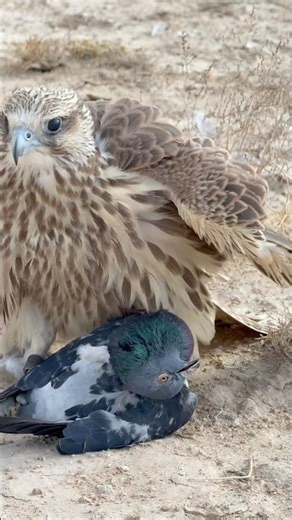 Falcon power and precision | natural falconry hunting moment | wild spirit in nature #shorts#birds