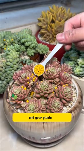 Special Controlled Release Fertilizer The Secret to Lush, Healthy Succulents! | The Crafted Garden