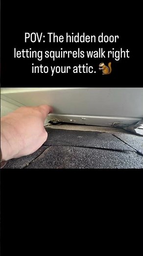 How Squirrels Break Into Your Attic 🐿️ (Hidden Soffit Breach) #pestcontrol #wildliferemoval #diy