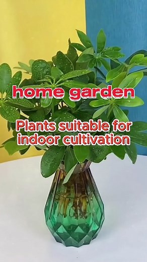Pros of Growing Seven Leaf Lotus Plant Indoors | Indoor Plant Care Tips