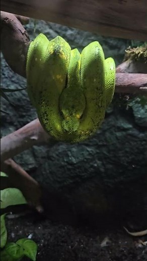 Beautiful Green Tree Snake Up Close 🐍💚