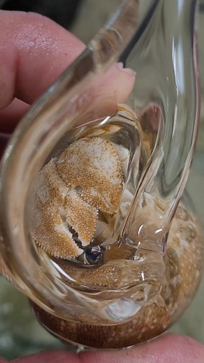 I am about to answer the number one question I get about my #hermitcrab in the glass sea shell. How does it poop 💩??? 🤦‍♂️ You'll have to listen to the end of the video to find out! | Fish Guy Photos