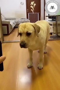 893K views · 20K reactions | This dog! Wow! | 97.7 Record FM | Facebook