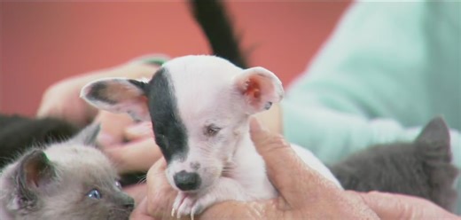 Blind puppy becomes best friends with kitten