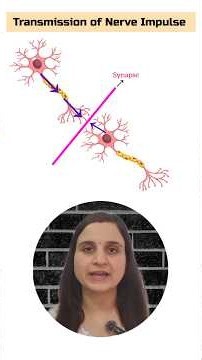 Transmission of nerve impulse |synapse |NCERT Biology | #neetbiology