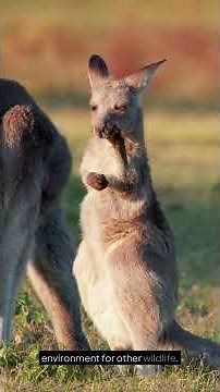 Kangaroos: Jumping into the Wild #kidslearning #facts #kidseducation #animalfacts #wildlife #animal