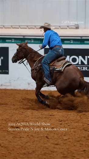 28K views · 706 reactions | The Junior calf roping is rolling at the 2025 AQHA World Show, where Marcos Costa and Stevies Pride N Joy are in the lead with a 225. The 2020 mare is by Stevie Rey Von and out of Winenshineme, by Shining Spark. Rattler Rope is bringing you all the World Show things, all weekend long. | CalfRoping.com | Facebook