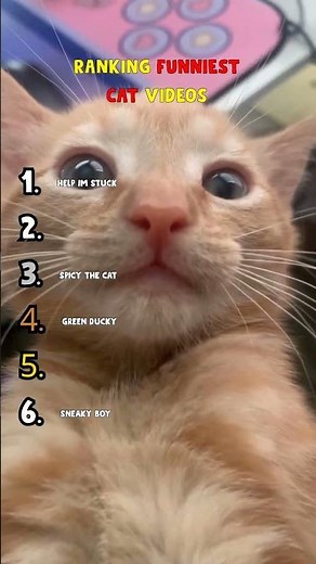 Ranking the Funniest Cat Videos Ever: Part 2 🐱 #cats #funny #shorts