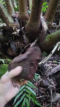 Giant Tropical Ferns with an Ingenious Clonal Strategy