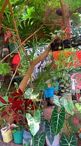Mi pequeño y bello jardín #plantas #alocasias | Yuri Landa Carmona
