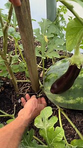 17K views · 302 reactions | Part 1 of checking for signs of ripeness in watermelons. They are much less obvious than cantaloupe melons and give off no aroma when ripe, nor does their skin soften. In part 2 tomorrow we will look at one that is beautifully ready and sweet. Filmed 12th August in Somerset, UK by Nicholas Smith. #marigolds #Melon #polytunnel #growyourownfood #beautiful | Charles Dowding No Dig Gardening | Facebook