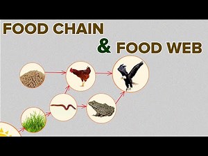 Food Chain and Food Web Video Lecture - Science Class 10