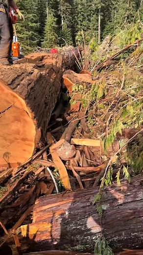 The mouse house 🏠 #fyp #loggingvideos # #foryoupage #stihl #logging #chainsawman | James Cox