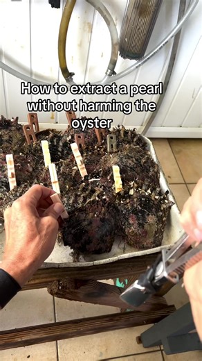 Exploring the Process of Pearl Harvesting