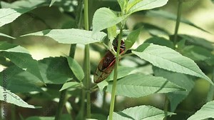 Brood X1X (19) Cicada on a green plant, with ambient sound of cicadas, May 2024 in Chapel Hill, North Carolina