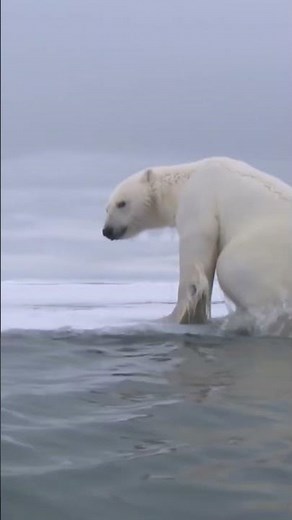 This Arctic Researcher Gets Eaten Alive After Using Bear Spray!