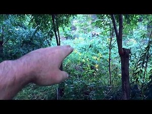 Black Locust - Very useful tree with real management requirements in the forest garden