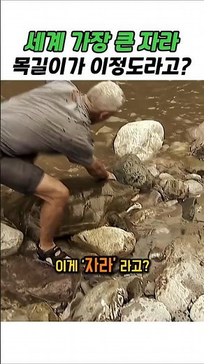 세계에서 가장 큰 자라 목길이 실화??