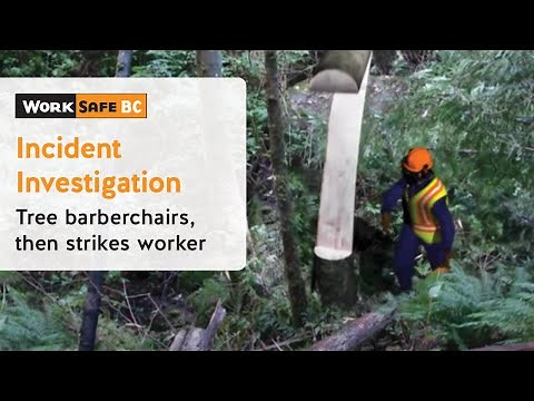 Incident Investigation: Tree Barberchairs, Then Strikes Worker | WorkSafeBC