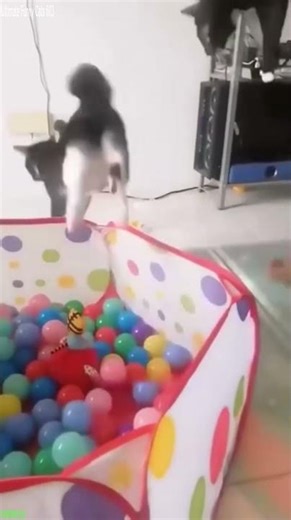 Funny Pets 😹 Try not To laugh 🐈‍⬛ # Part 3473