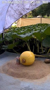3.5 days of giant pumpkin growth. First timelapse of the season courtesy of Ruby Jr. 🎃🕜 #timelapse #giantpumpkin #gardening #halloween #pumpkin #plants #vegetables | northeastgiantpumpkin