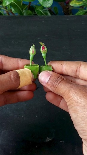 Learn how to propagate roses by cuttings