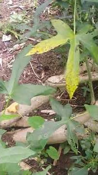 Lagikway/Agitway/Likway ( Abelmoschus Manihot) in Tanay,Rizal,Philippines