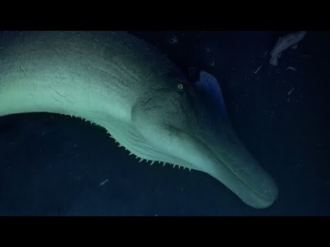 Spinosaurus Aegyptiacus Sound Effect