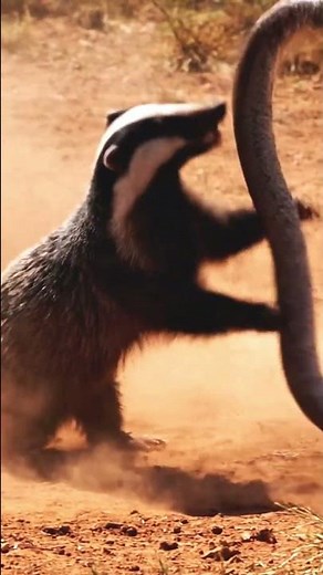 Unbelievable Fight: Honey Badger vs. Venomous Snake in the Wild
