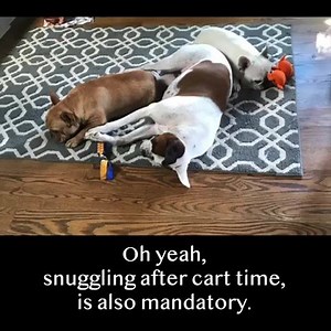 81K views · 316 reactions | It’s #FindYourFrenchieFriday! Check out this awesome video of superstar Silas and our other available Frenchies at https://frenchbulldogrescue.org/adoption-info/available-dogs2/?mobile=1 | French Bulldog Rescue Network | Facebook