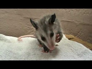 Baby opossum eating a grape