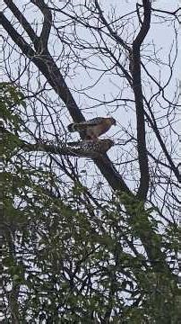 Red-Shouldered Hawk,Tahoe Park, Nest Update 6,Mating & Nest Building