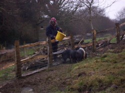 Integrating permaculture design  into my work place