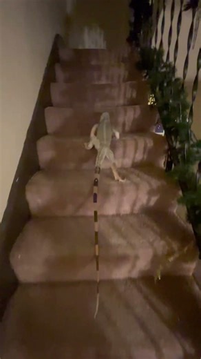 Big iguana walking around the house #Iguana #Reptiles #IguanaLovers