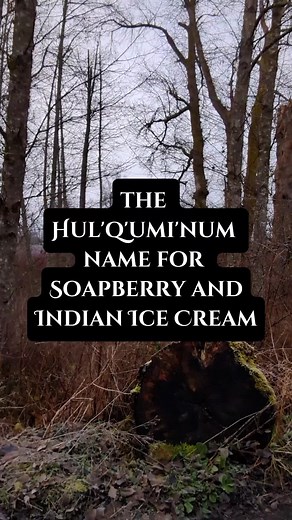 Thought I'd share the Hul'q'umi'num word for Soapberry, This plant has many names like soapalele, hooshum, Indian Ice Cream and more. But here in Quw'utsun we call it Sxwesum. I even add a common mispronunciation that is akin to a swear word, so don't be swearing now. Hope you enjoy the lesson on how to, and how not to, say Sxwesum. #IndigenousFood #IndigenousFoodSovereignty #IndigenousForestPunk #Hulquminum #IndigenousLanguages #nativetiktok