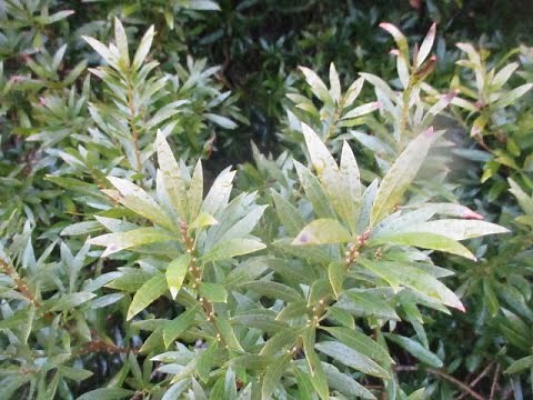 Pacific Wax Myrtle tree