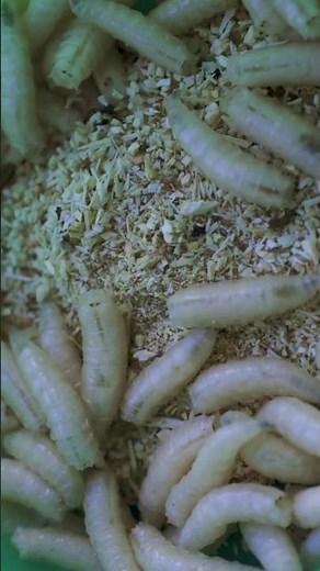 Maggot Sounds | Larvae of flies