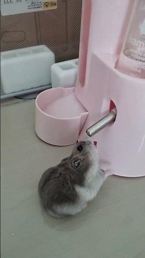 🐹🍼Mochi drinking water from her hanging bottle 💧 so tiny, so cute! #hamster
