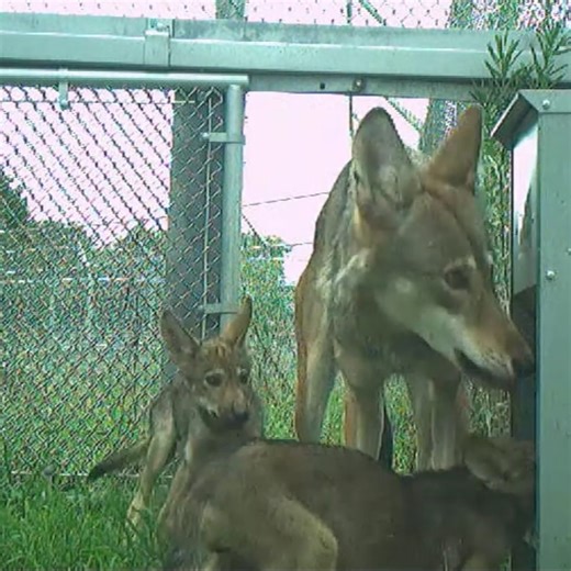 18K views · 615 reactions | Let's give a howl for National American...