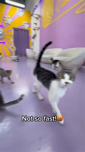 You think you can take on these goons? 😳 The whole gang are rescues and adoptable from our cat lounge in Austin, Tx 🐾 Come meet them in person… if you DARE😱 🐱 names: •Narrator cat: Bowser •Dingledang: Pearline •Funyun: Mittens •Baby cheese: Snickers •Patrick: Eva Book your visit through the link in bio 🔗 #cats #catmemes #meme #catlovers #catsofinstgram #catcontent #funny #austintx #larry | Purrfecto Cat Lounge