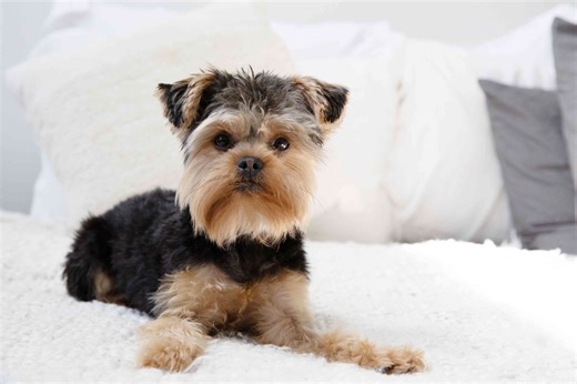 8 Easy Ways to Get Rid of That Dog Smell in Your House—Fast