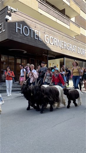 A must see in Zermatt! 🐐 #zermattmatterhorn #switzerlandnature #zermattswitzerland #switzerlandtravel #BucketListDestinations | Arlah Kate