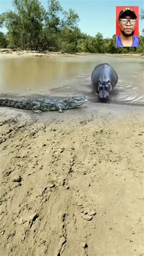 2.8K views · 22 reactions | Hippo Vs Crocodile | Fantasy Hub | Facebook