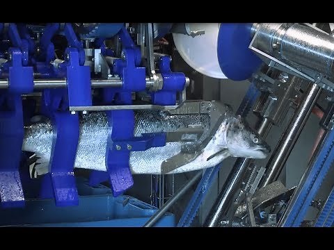 Marel 2018 innovation review: Salmon Deheader