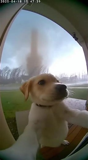 Door Camera Captures A Dog Crying For Help During Storm In USA 😱🐶🌪️