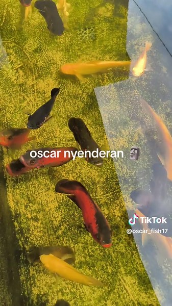 peletdator on TikTok