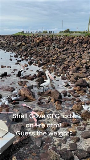 6.4K views · 28 reactions | Bluefin Bonanza in NSW | Fishing Australia TV | Facebook