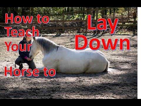 How to teach your horse to LAY DOWN [NO ROPES] (Re Explained)